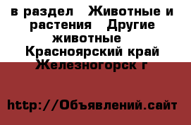  в раздел : Животные и растения » Другие животные . Красноярский край,Железногорск г.